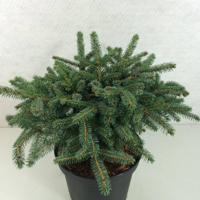 Epicéa nain - Picea mariorika Machala Pot de 4L/5L - Image 1