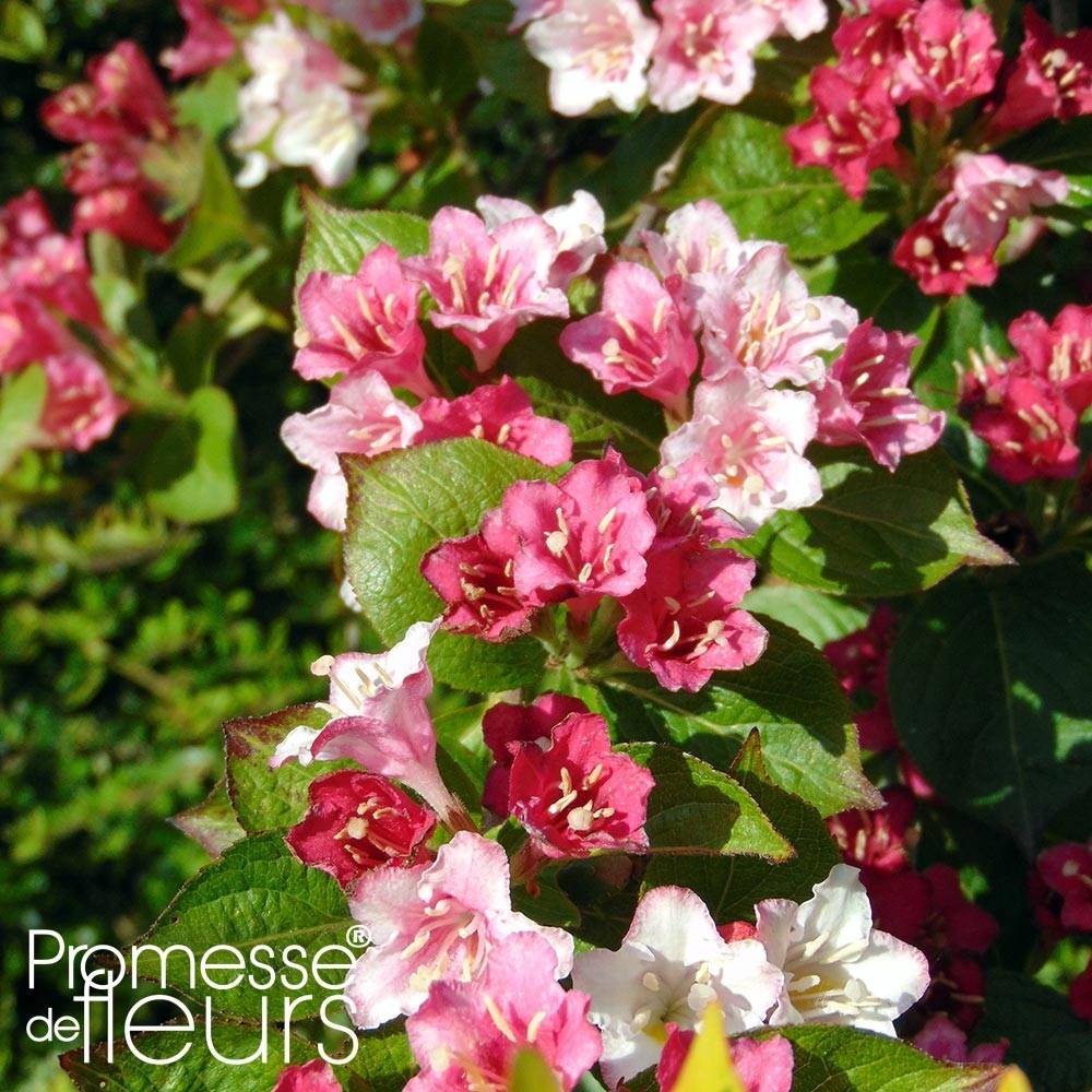 Promesse de Fleurs - Weigela hybride Carnaval Pot de 3L/4L