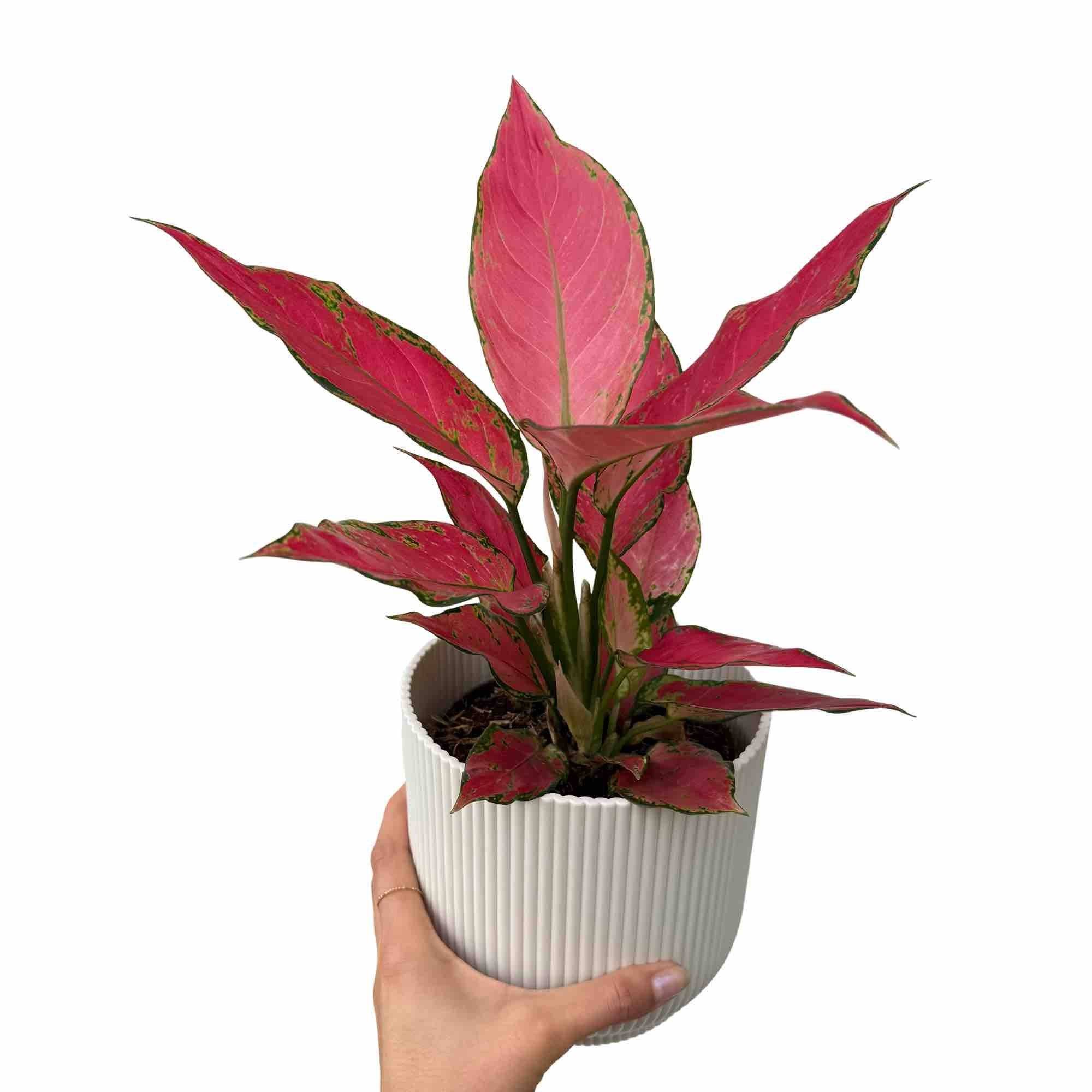 Aglaonema Cherry Baby - Pot de 12cm - Plantes d'intérieur - Image 2