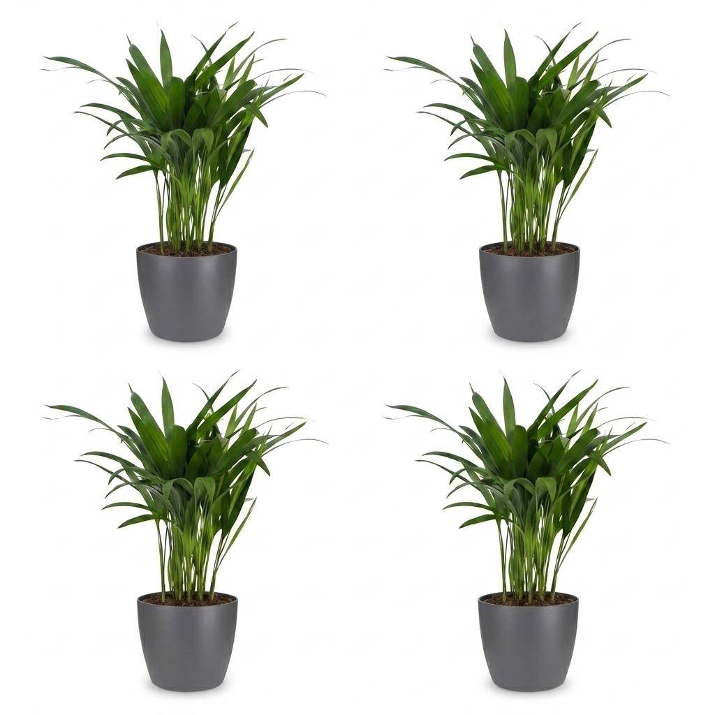 Palmier Areca - Dypsis lutescens - avec pot gris - lot de 4 - Ø12cm - ↕45cm - Plantes d’intérieur - Image 2