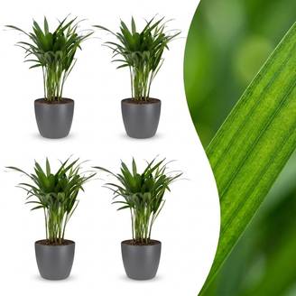 Palmier Areca - Dypsis lutescens - avec pot gris - lot de 4 - Ø12cm - ↕45cm - Plantes d’intérieur