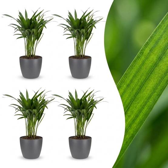 Palmier Areca - Dypsis lutescens - avec pot gris - lot de 4 - Ø12cm - ↕45cm - Plantes d’intérieur - Image 1