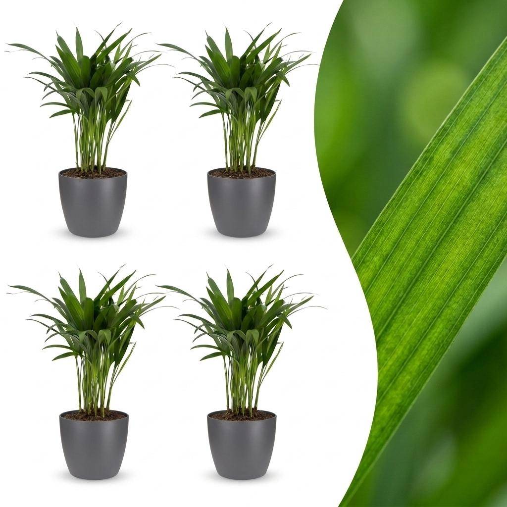 Palmier Areca - Dypsis lutescens - avec pot gris - lot de 4 - Ø12cm - ↕45cm - Plantes d’intérieur - Image 1