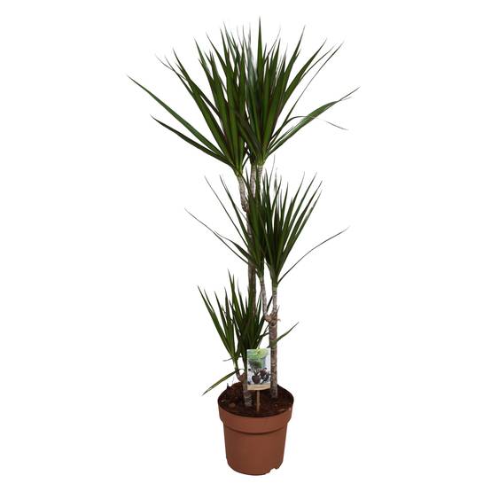 Dracaena Marginata - D21 H120cm