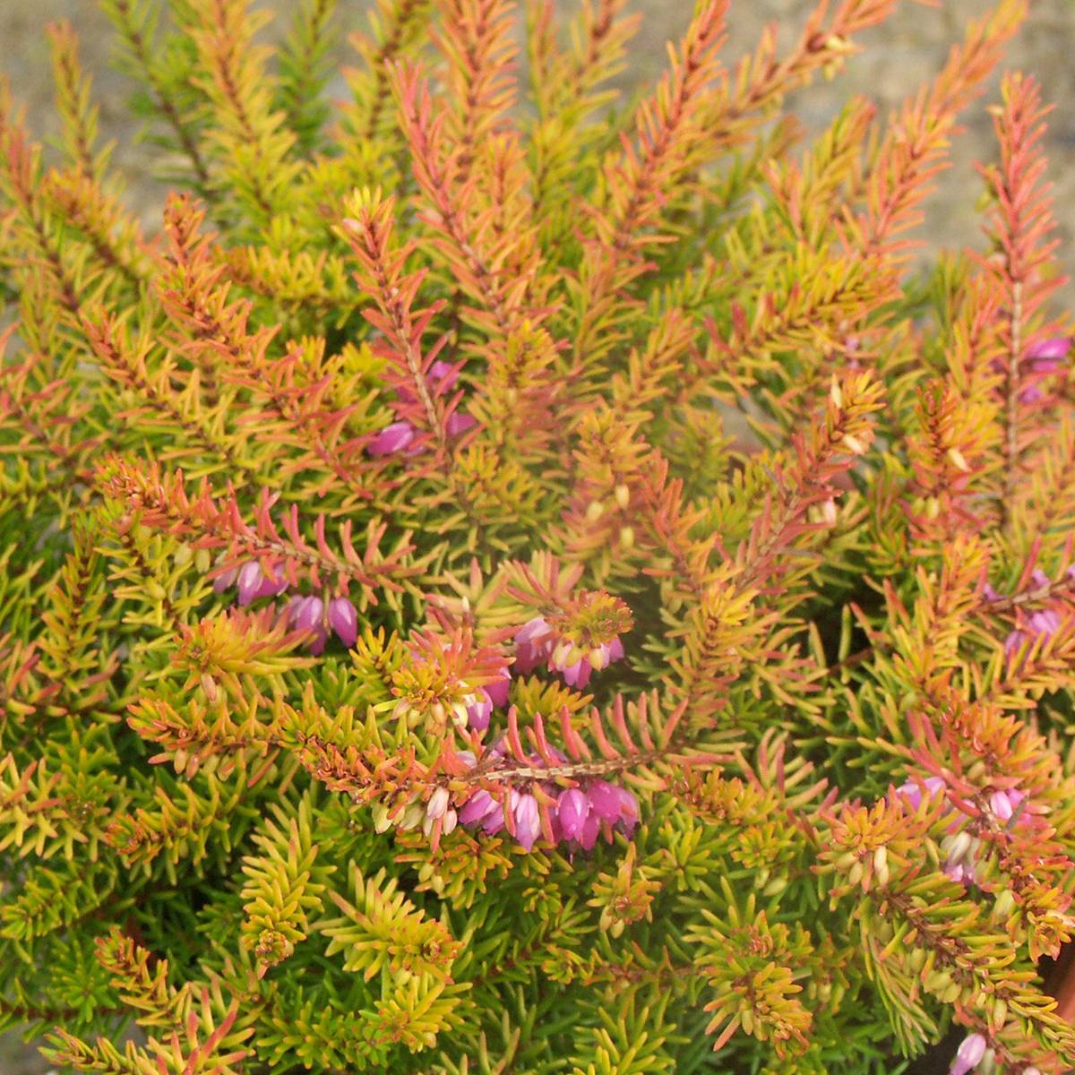 Promesse de Fleurs - Erica darleyensis Marie Helen - Bruyère d'hiver Pot de 1L/1,5L - Image 1