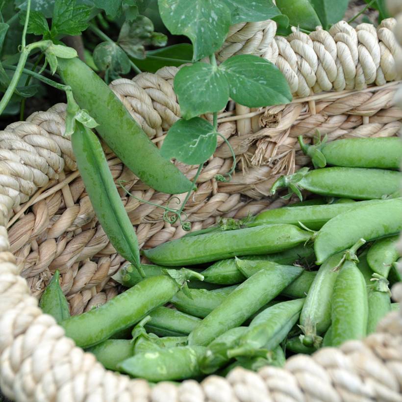 Pois nain Merveille de Kelvedon (grains ridés ) - Pisum sativum le sachet de 250-350 graines environ (100g)