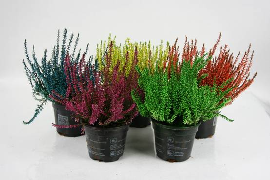 Fleuron D'Anjou - Bruyère calluna teintée pot 10,5 cm