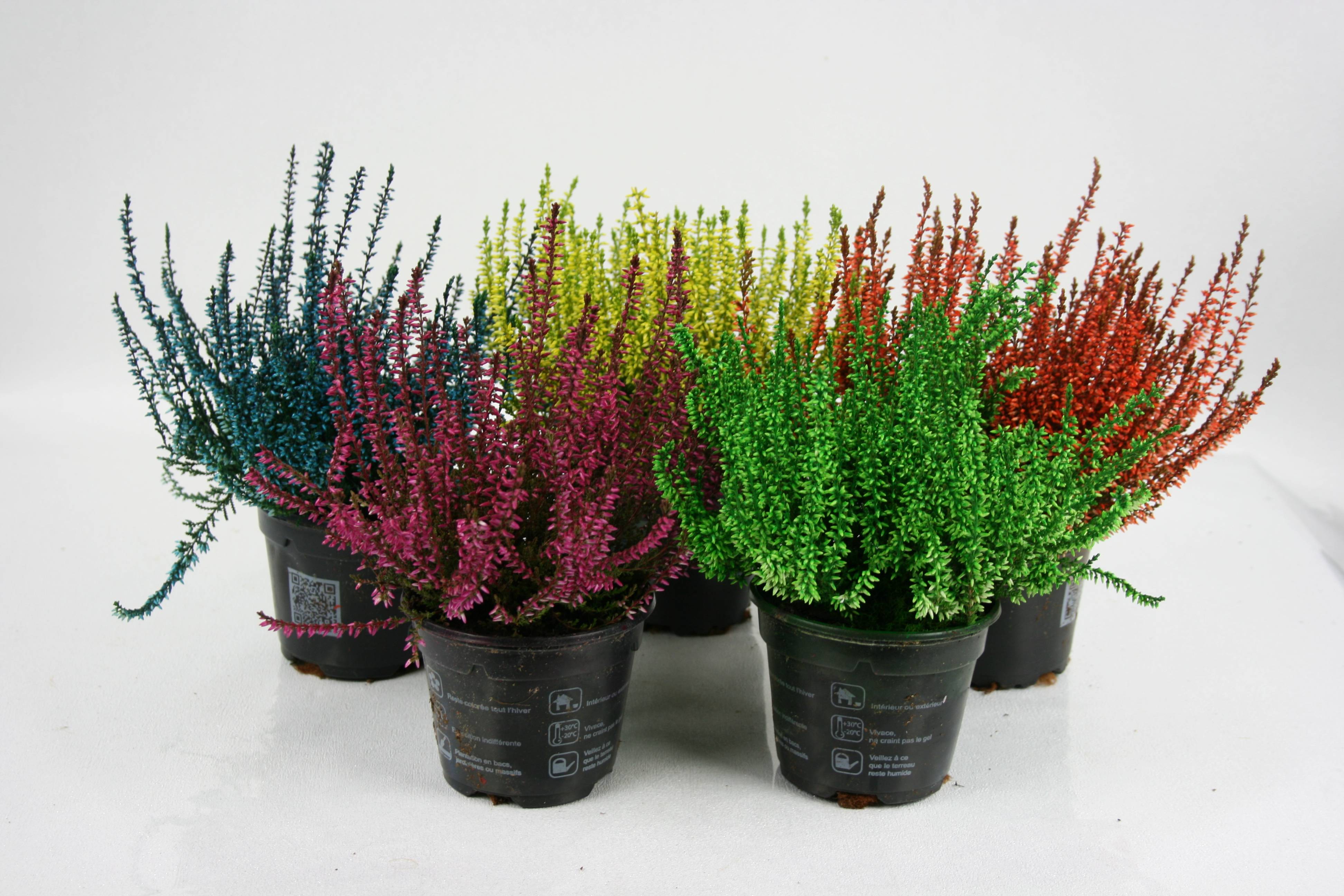 Fleuron D'Anjou - Bruyère calluna teintée  pot 10,5 cm