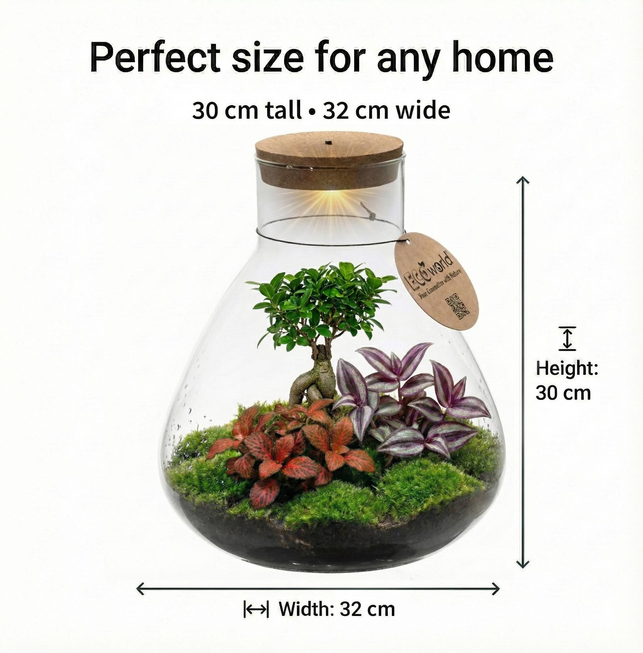 0 - Terrarium DIY  - Écosystème Autonome - Image 6