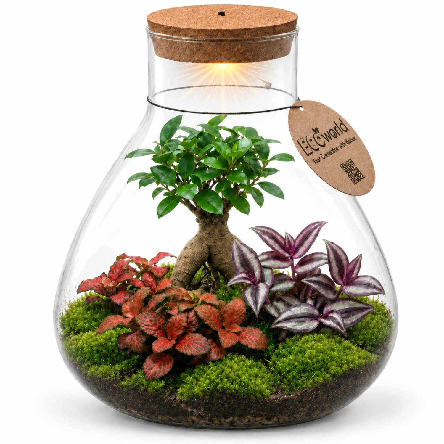 0 - Terrarium DIY  - Écosystème Autonome - Image 1