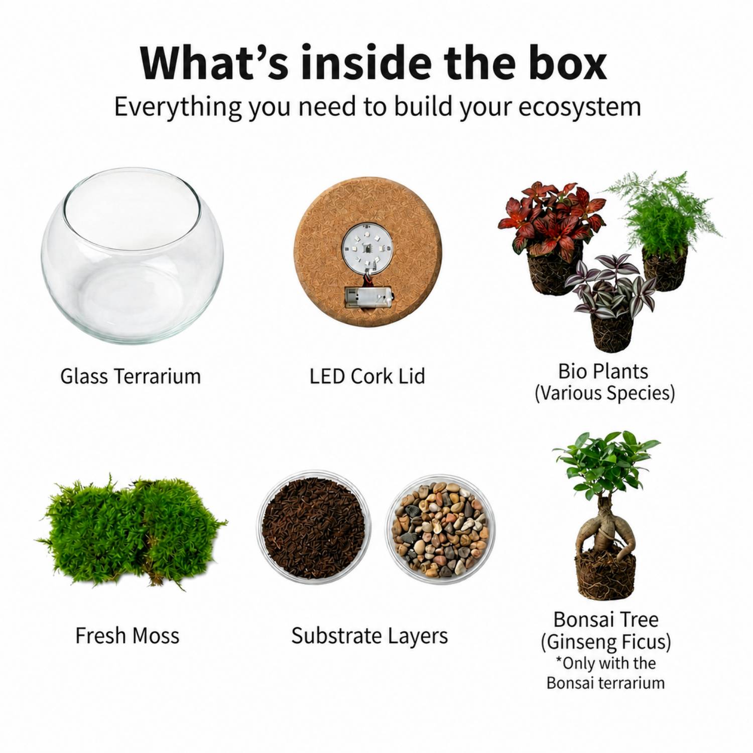 0 - Terrarium DIY  - Écosystème Autonome - Image 5