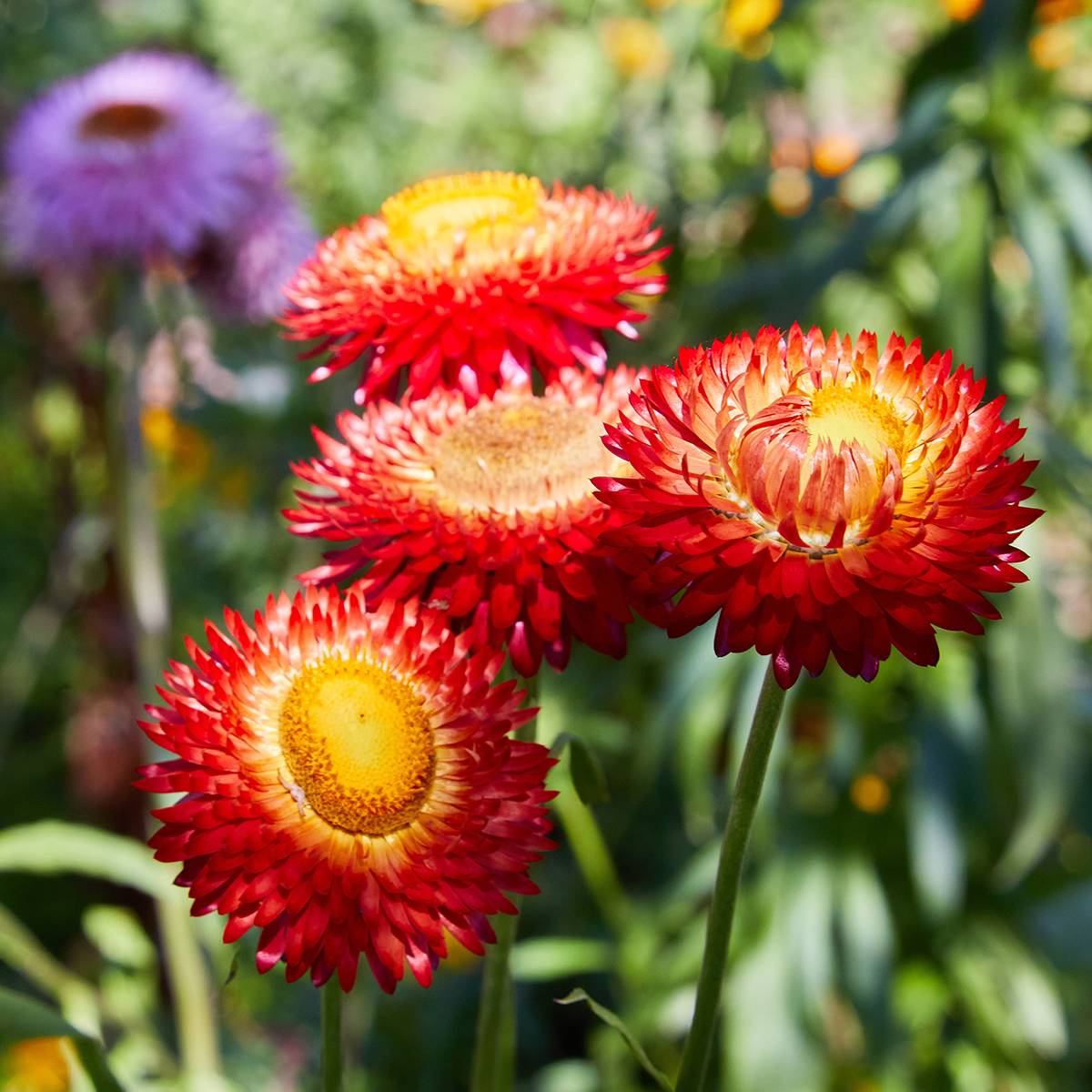 Graines d'Immortelle à bractées Fireball BIO - Helichrysum bracteatum le sachet de 500 graines environ (0,4g)