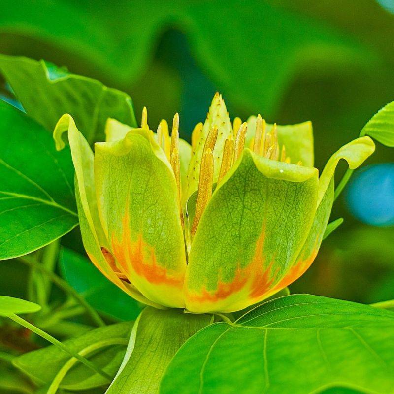 Tulipier de Virginie (Liriodendron tulipifera) - Godet - Taille 20/40cm - Pépinières Naudet
