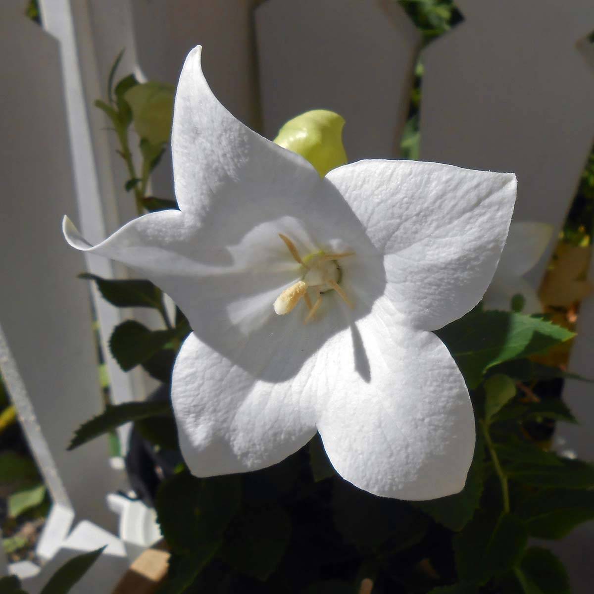Platycodon grandiflorus Astra White Pot de 2L/3L
