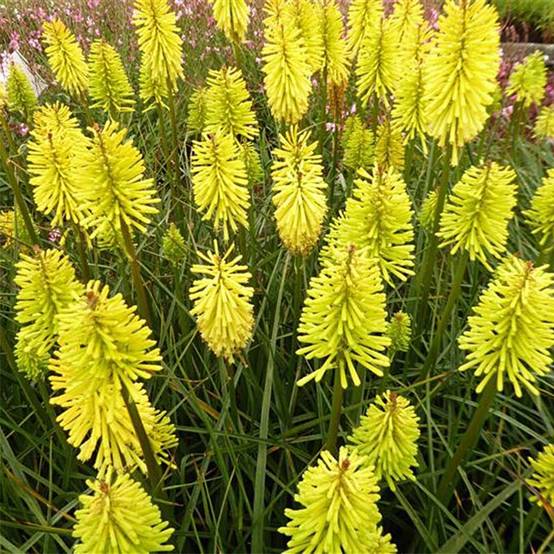 Promesse de Fleurs - Kniphofia Dorset Sentry - Tritoma Godet de 8/9 cm