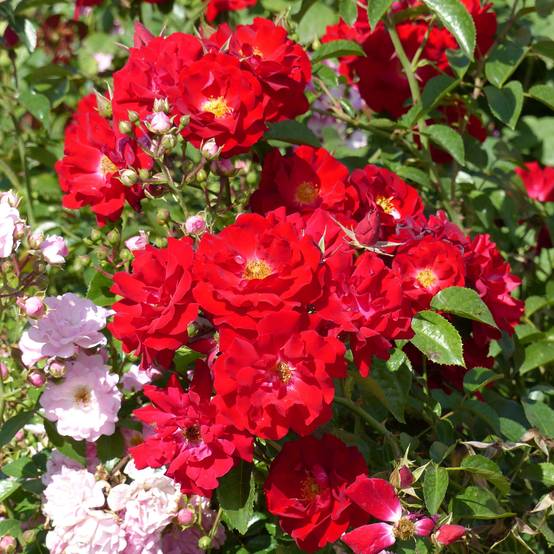 Rosier couvre-sol Mainaufeuer Pot de 4L/5L