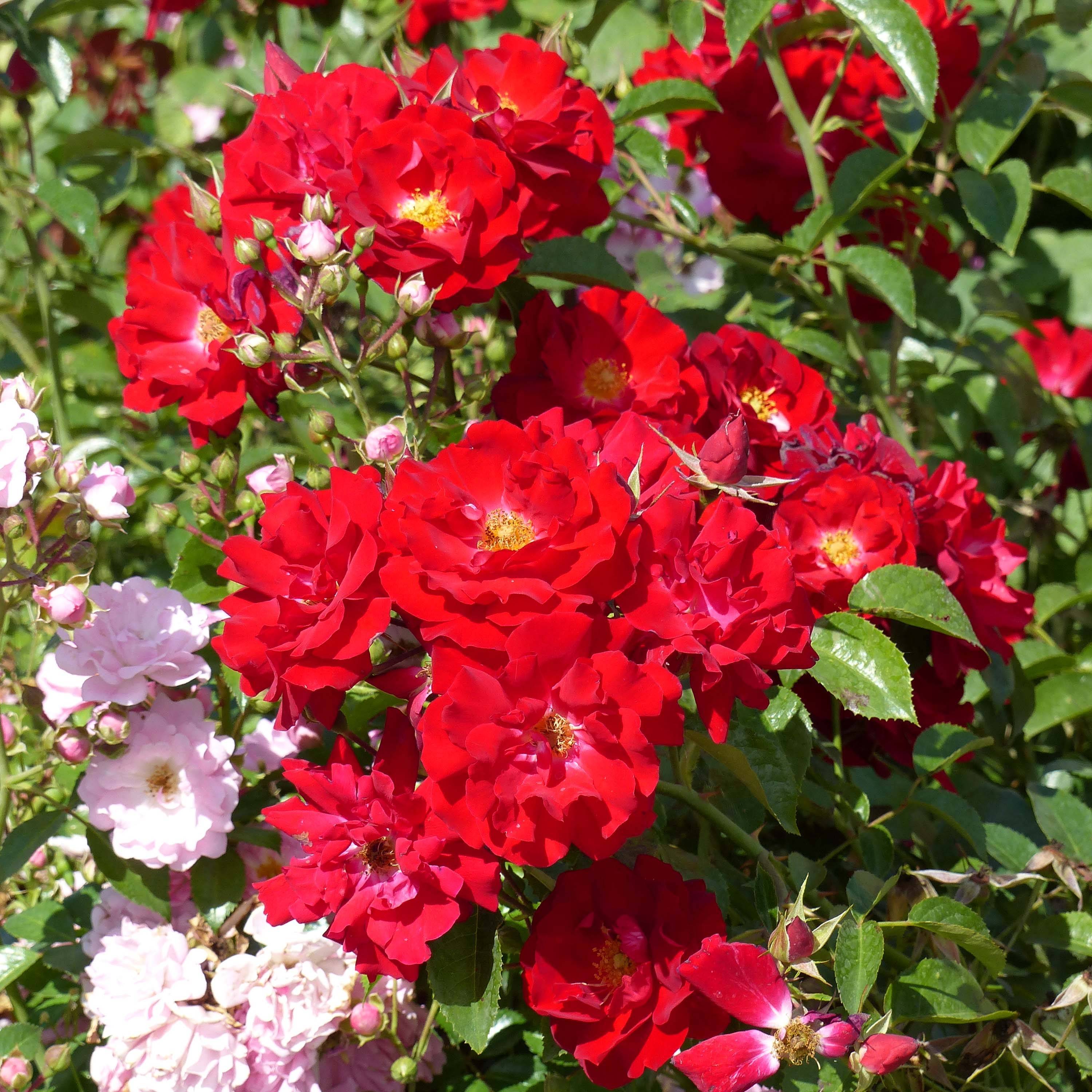Rosier couvre-sol Mainaufeuer Pot de 4L/5L