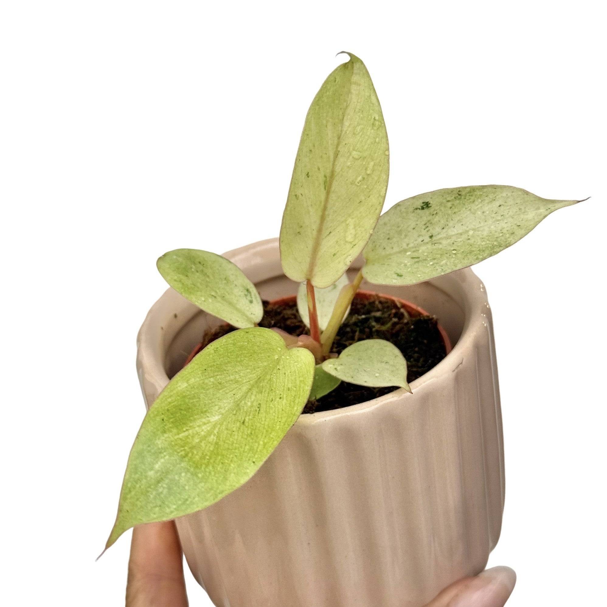Philodendron Snowdrift - Pot de 6cm - Plantes d'intérieur - Image 8