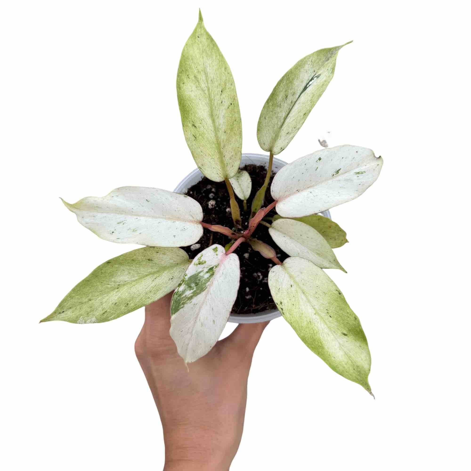 Philodendron Snowdrift - Pot de 6cm - Plantes d'intérieur - Image 5