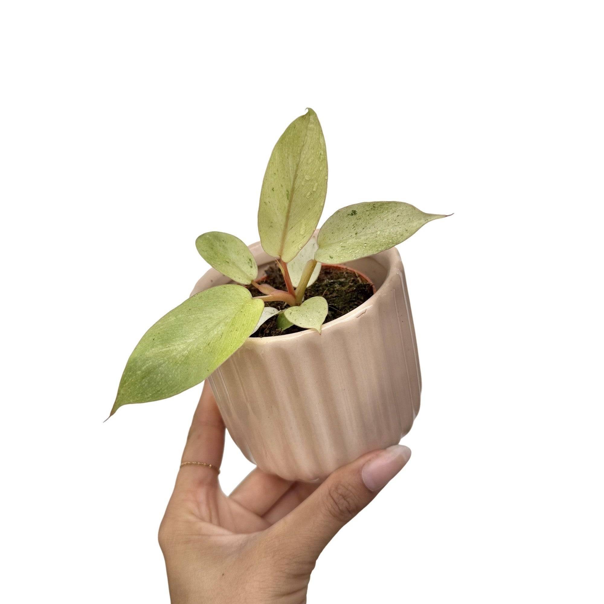 Philodendron Snowdrift - Pot de 6cm - Plantes d'intérieur - Image 1