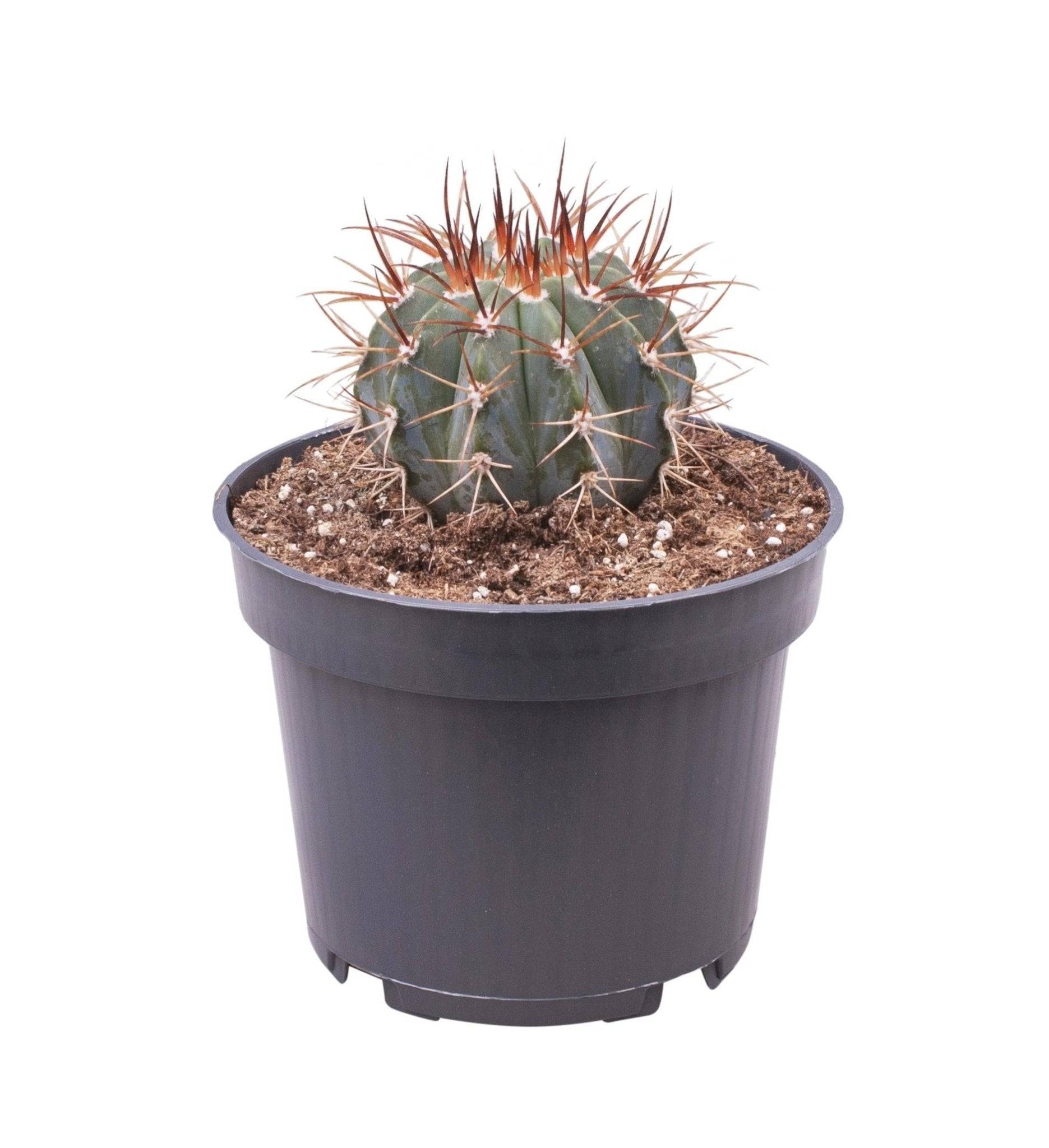 Melocactus Azureus h17.0cm- La Green Touch