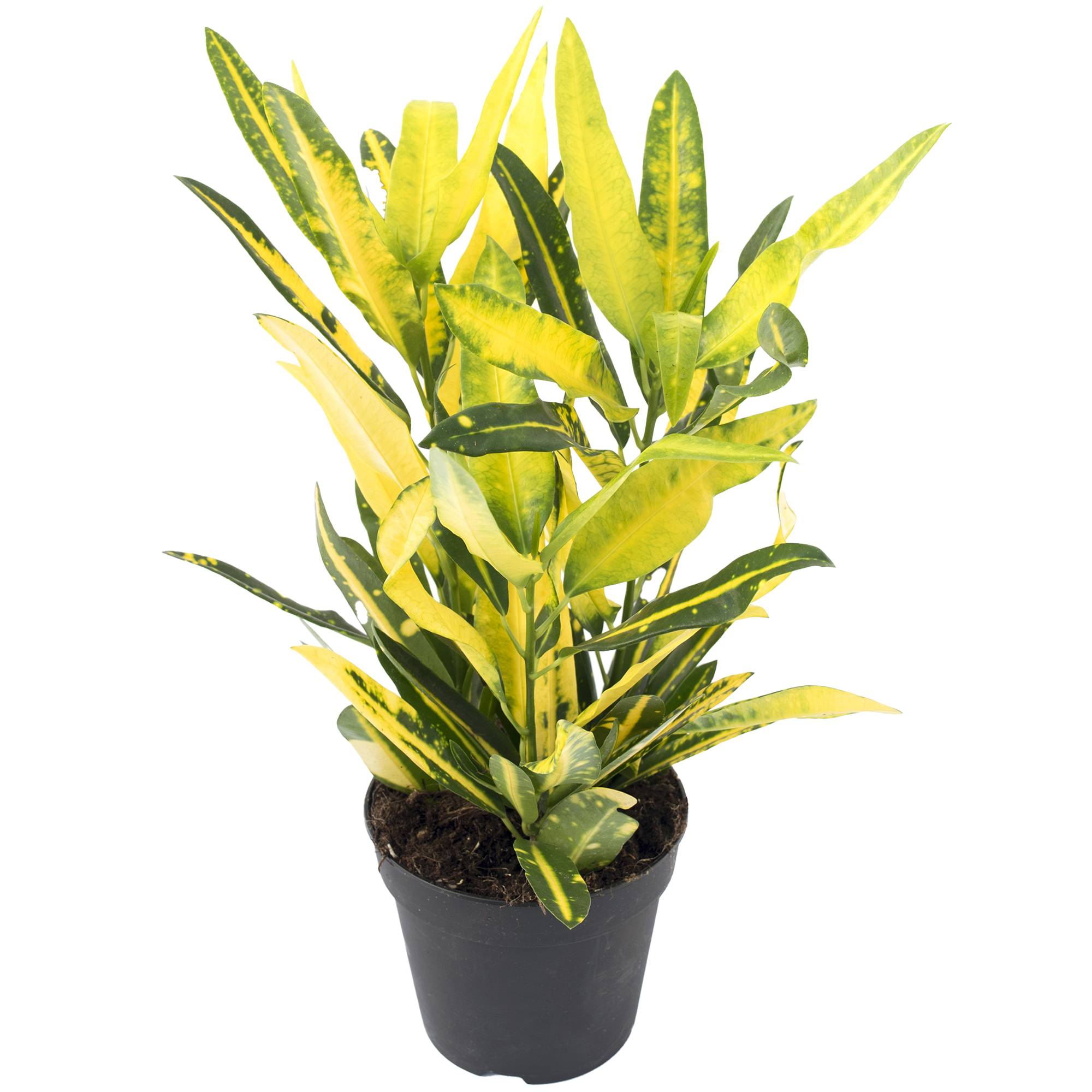 Gardenersdream - Codiaeum Sunny Star | Croton De 30 À 40 Cm | Plante Pour La Maison Ou Le Bureau - GardenersDream - Image 2