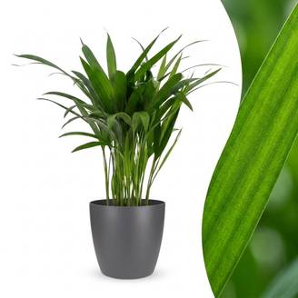 Palmier Areca - Dypsis lutescens - avec pot gris - Ø12cm - ↕45cm - Plantes d’intérieur