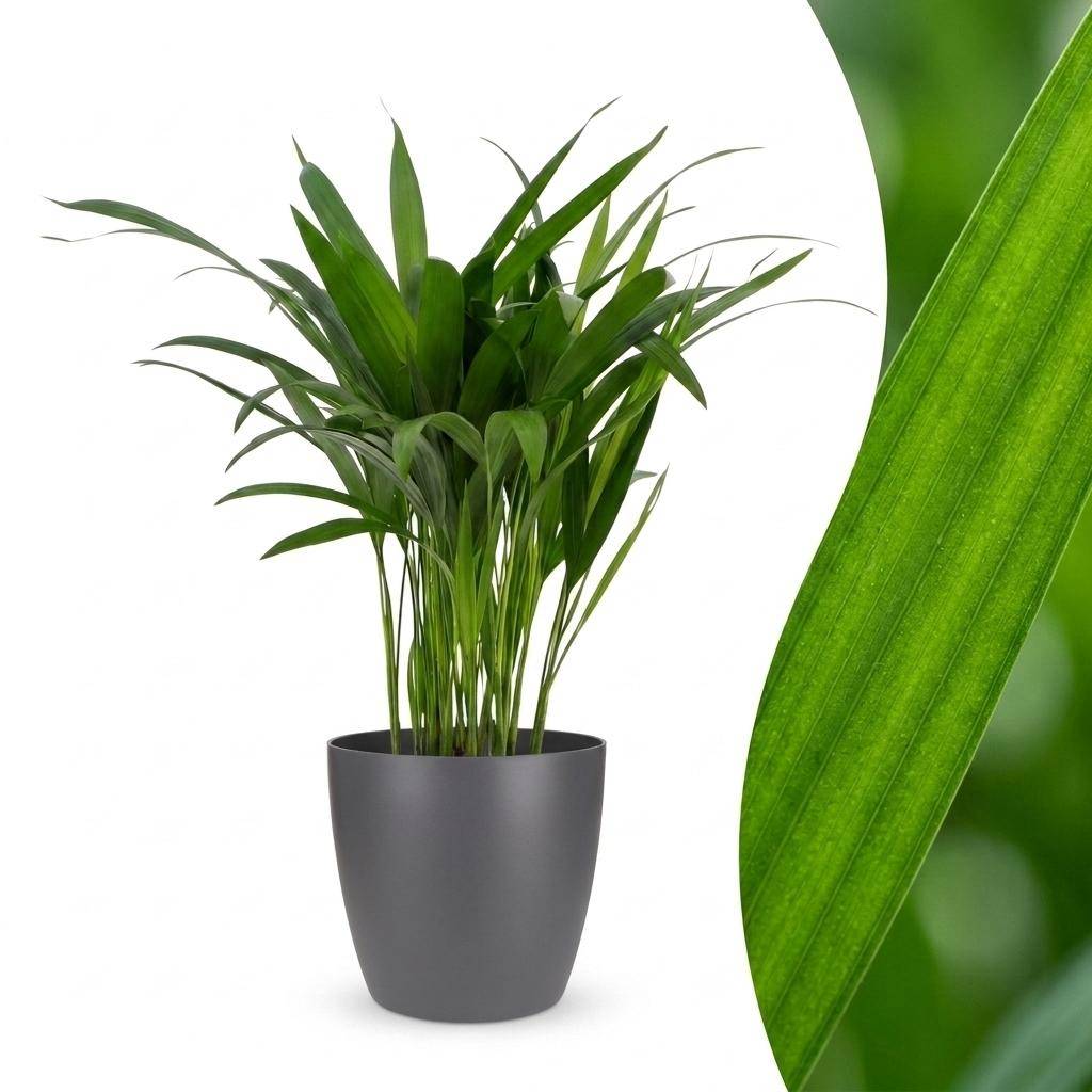 Palmier Areca - Dypsis lutescens - avec pot gris - Ø12cm - ↕45cm - Plantes d’intérieur - Image 1