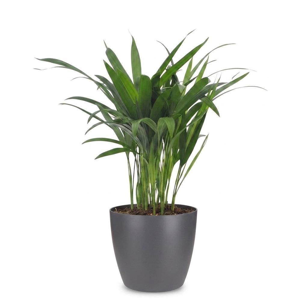 Palmier Areca - Dypsis lutescens - avec pot gris - Ø12cm - ↕45cm - Plantes d’intérieur - Image 2