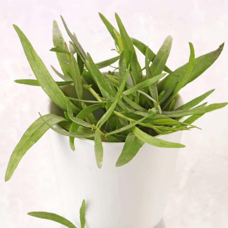 Estragon (Artemisia Dracunculus) - Godet 9cm - Taille 20/40cm - Pépinières Naudet - Image 2