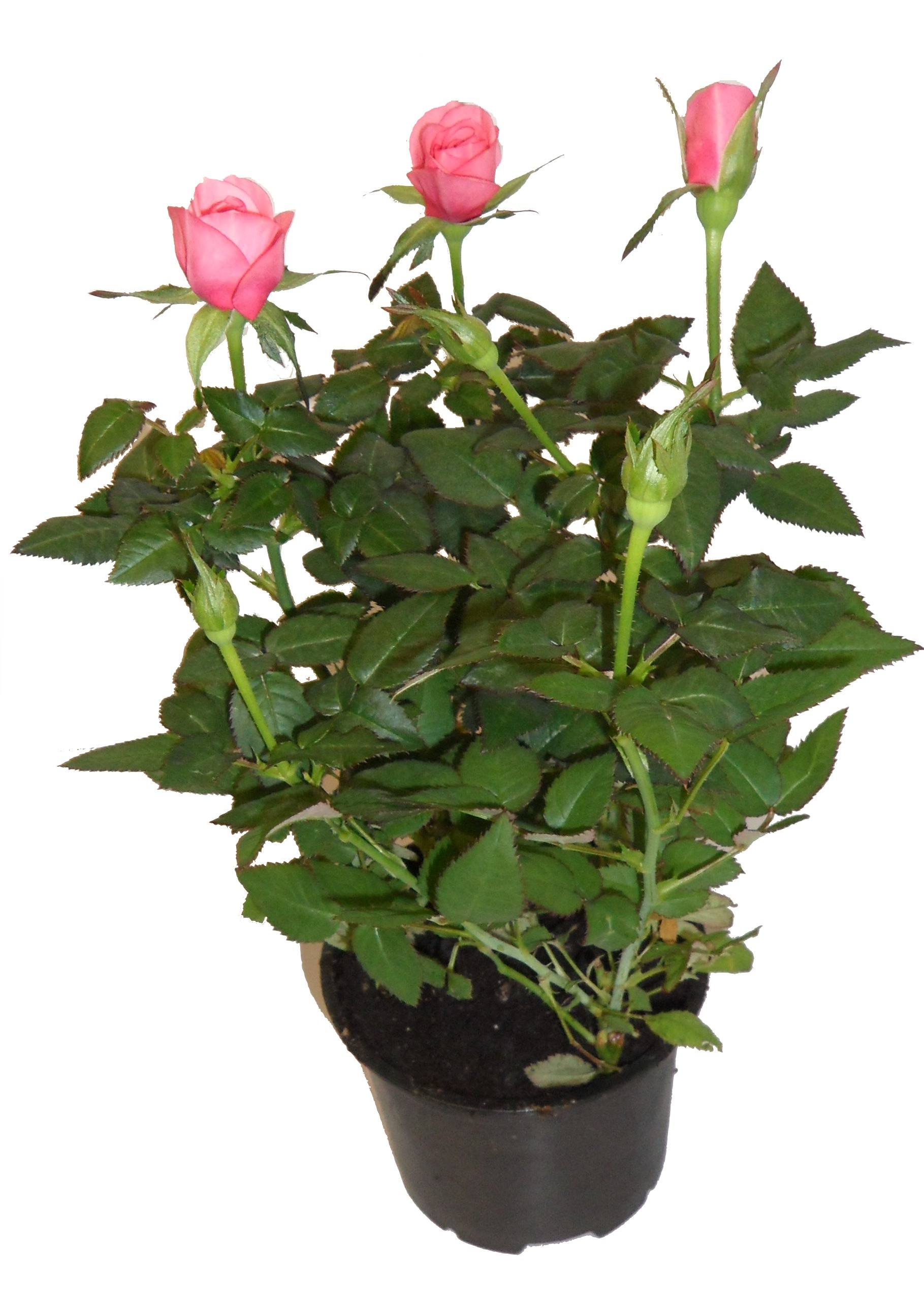 Horti-Flandre - Rosier parade rose Pot 10,5 cm