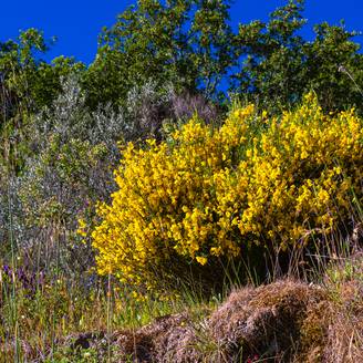 Promesse de Fleurs - Graines de Genêt à balais - Cytisus scoparius le sachet de 55 graines environ (1.3g)
