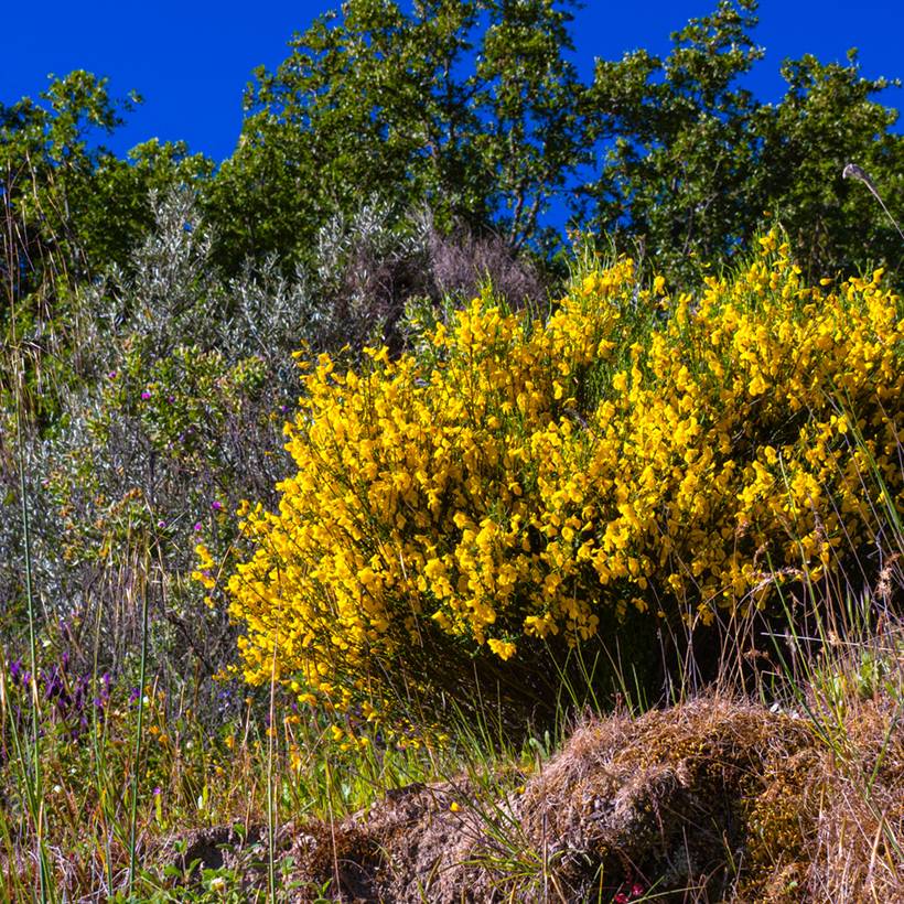 Promesse de Fleurs - Graines de Genêt à balais - Cytisus scoparius le sachet de 55 graines environ (1.3g)