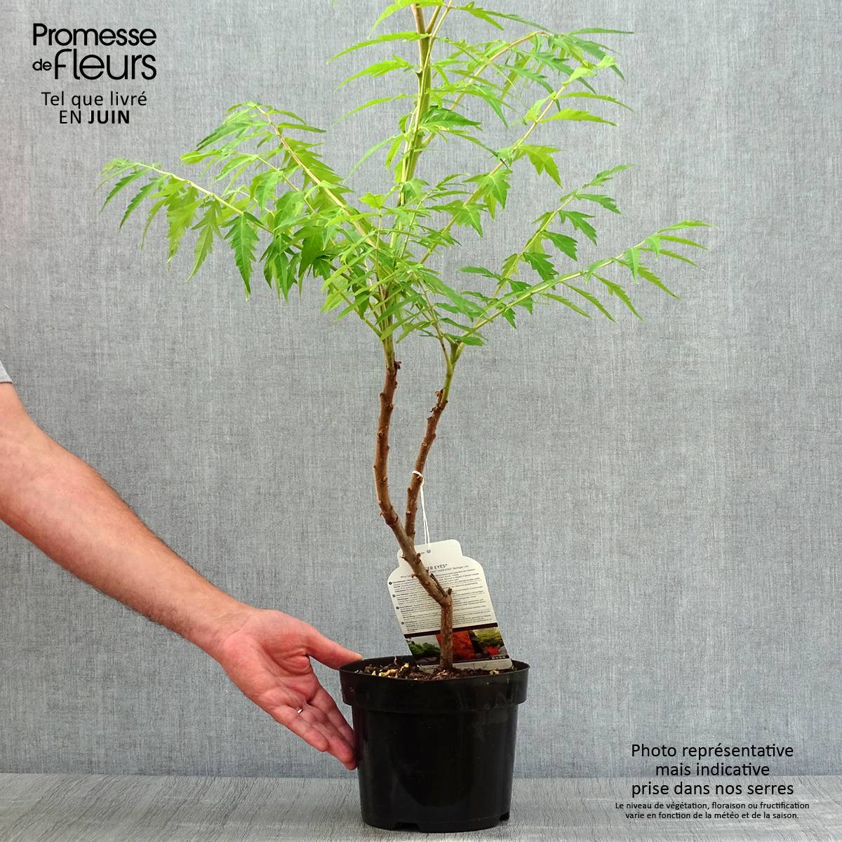 Sumac de Virginie Tiger Eyes - Rhus typhina Pot de 3L/4L - Image 2