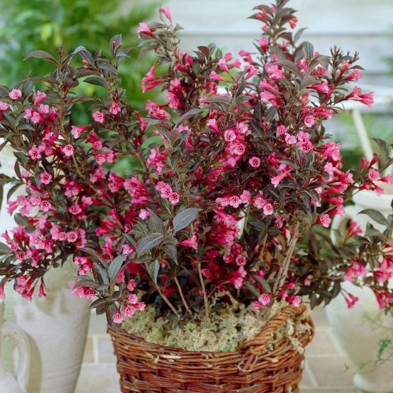 Weigela Alexandra®, Weigelia à fleurs Rouge - feuillage Caduc - Pot de 3L - 40/60 cm-  hauteur à maturité De 1,50 m à 2,00 m - Image 1