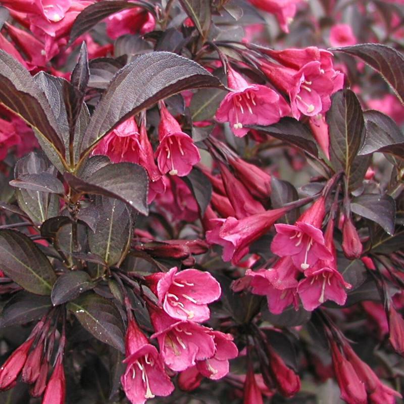 Weigela Alexandra®, Weigelia à fleurs Rouge - feuillage Caduc - Pot de 3L - 40/60 cm-  hauteur à maturité De 1,50 m à 2,00 m - Image 10