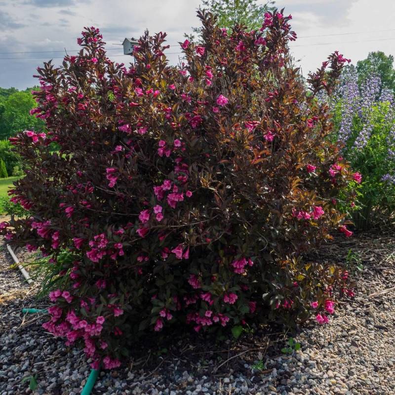 Weigela Alexandra®, Weigelia à fleurs Rouge - feuillage Caduc - Pot de 3L - 40/60 cm-  hauteur à maturité De 1,50 m à 2,00 m - Image 6