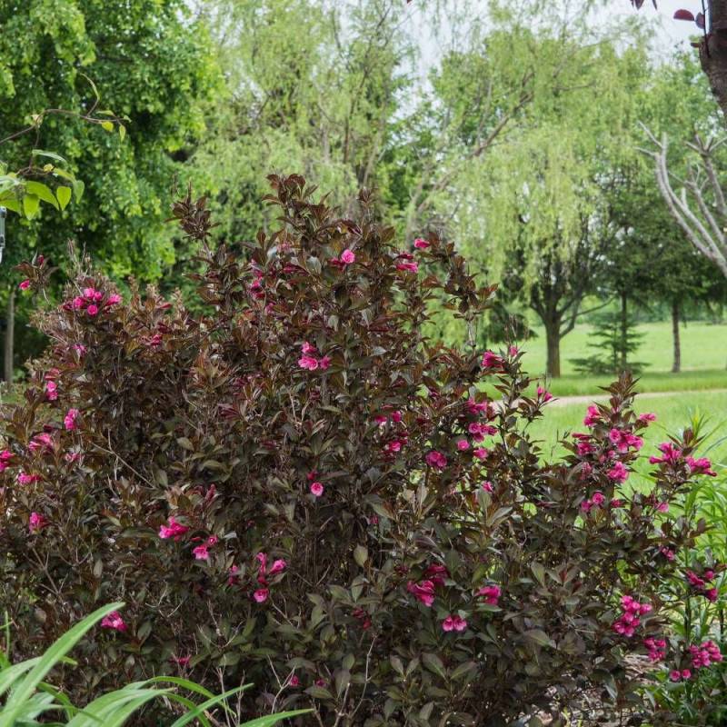 Weigela Alexandra®, Weigelia à fleurs Rouge - feuillage Caduc - Pot de 3L - 40/60 cm-  hauteur à maturité De 1,50 m à 2,00 m - Image 9