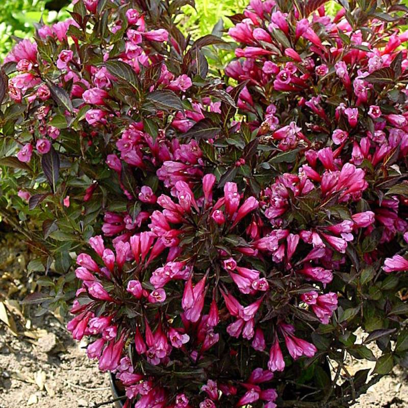 Weigela Alexandra®, Weigelia à fleurs Rouge - feuillage Caduc - Pot de 3L - 40/60 cm-  hauteur à maturité De 1,50 m à 2,00 m - Image 8