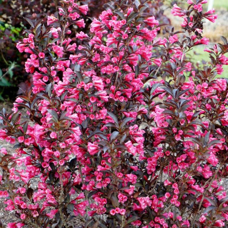 Weigela Alexandra®, Weigelia à fleurs Rouge - feuillage Caduc - Pot de 3L - 40/60 cm-  hauteur à maturité De 1,50 m à 2,00 m - Image 7