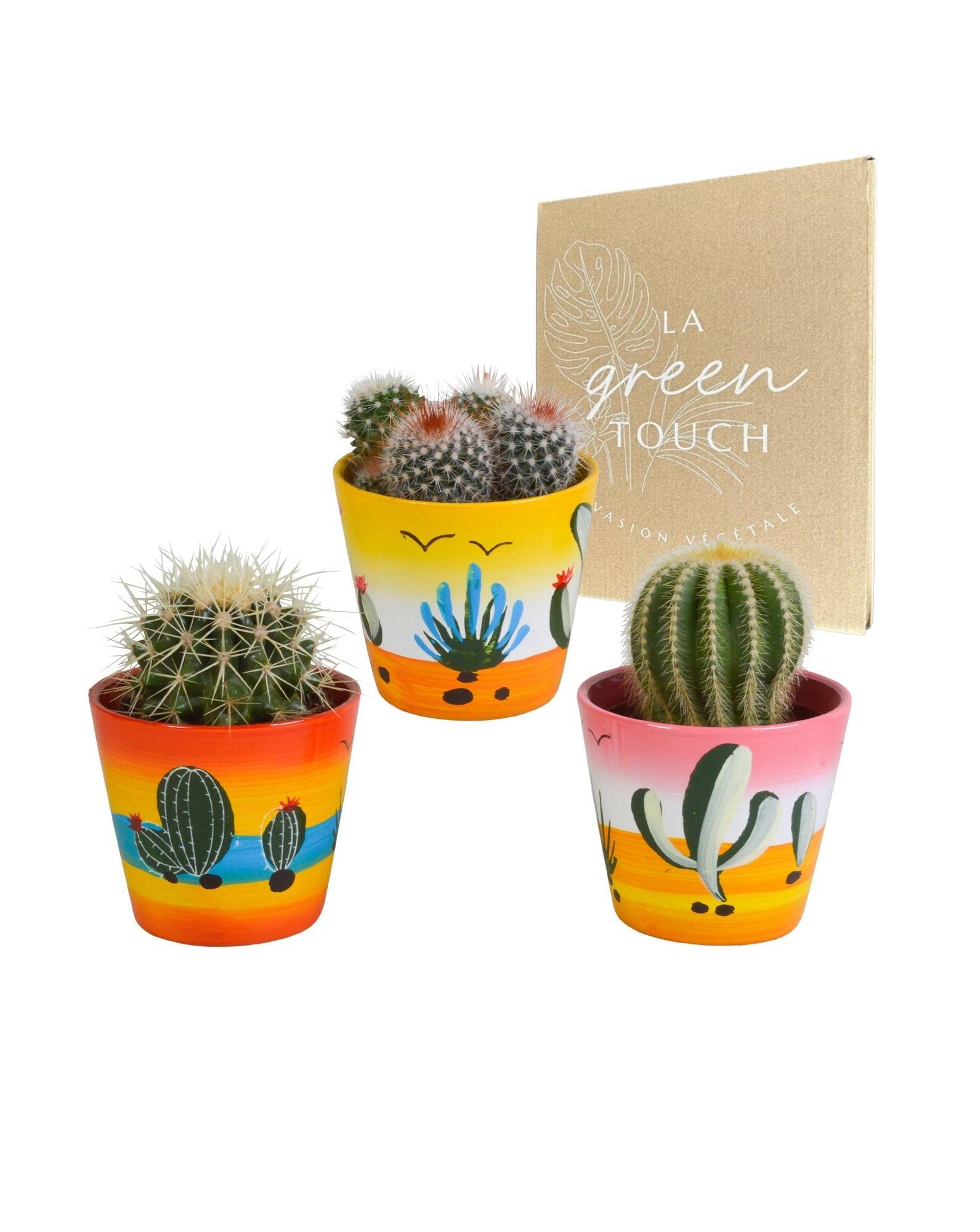 Trio de Cactus- La Green Touch
