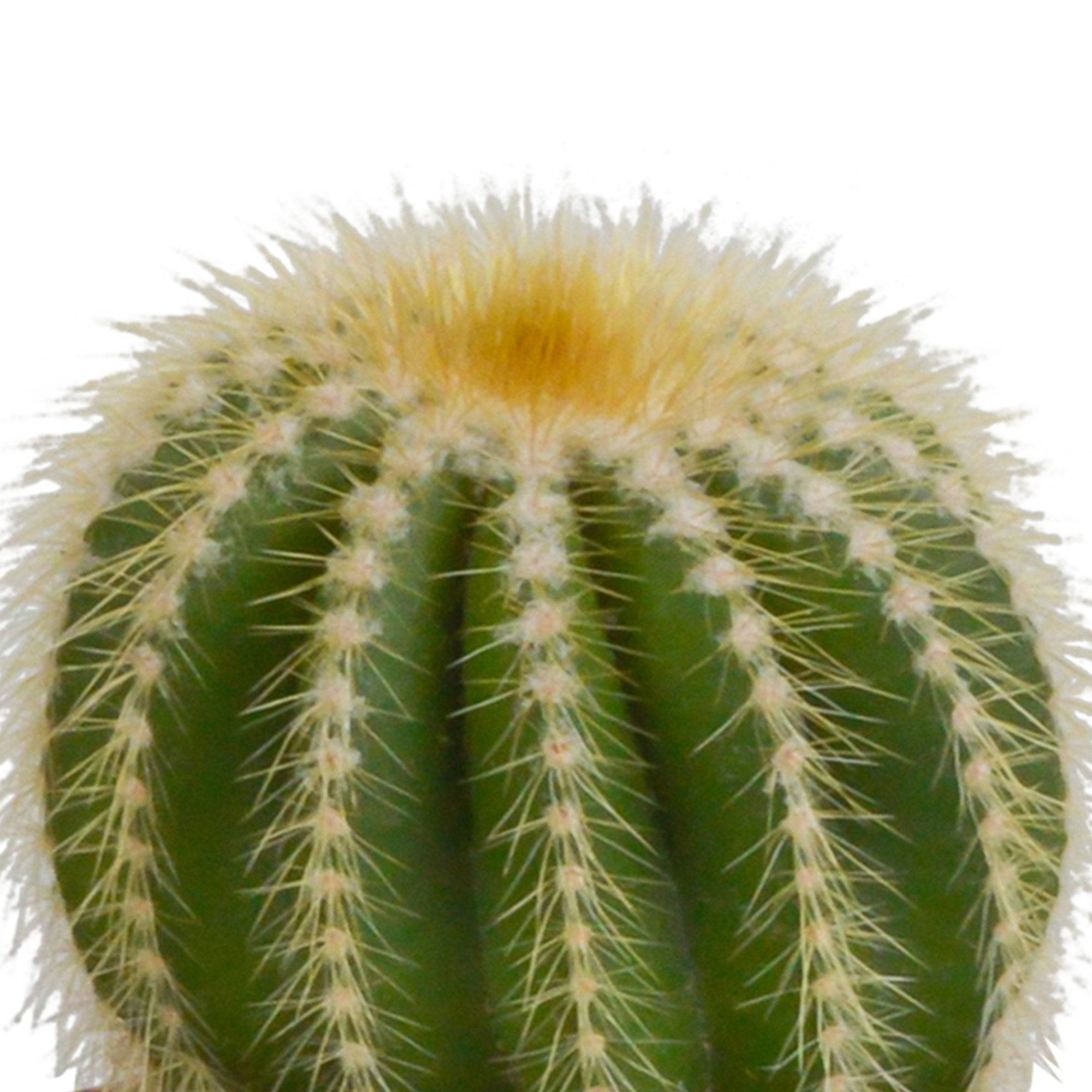 Trio de Cactus- La Green Touch - Image 5