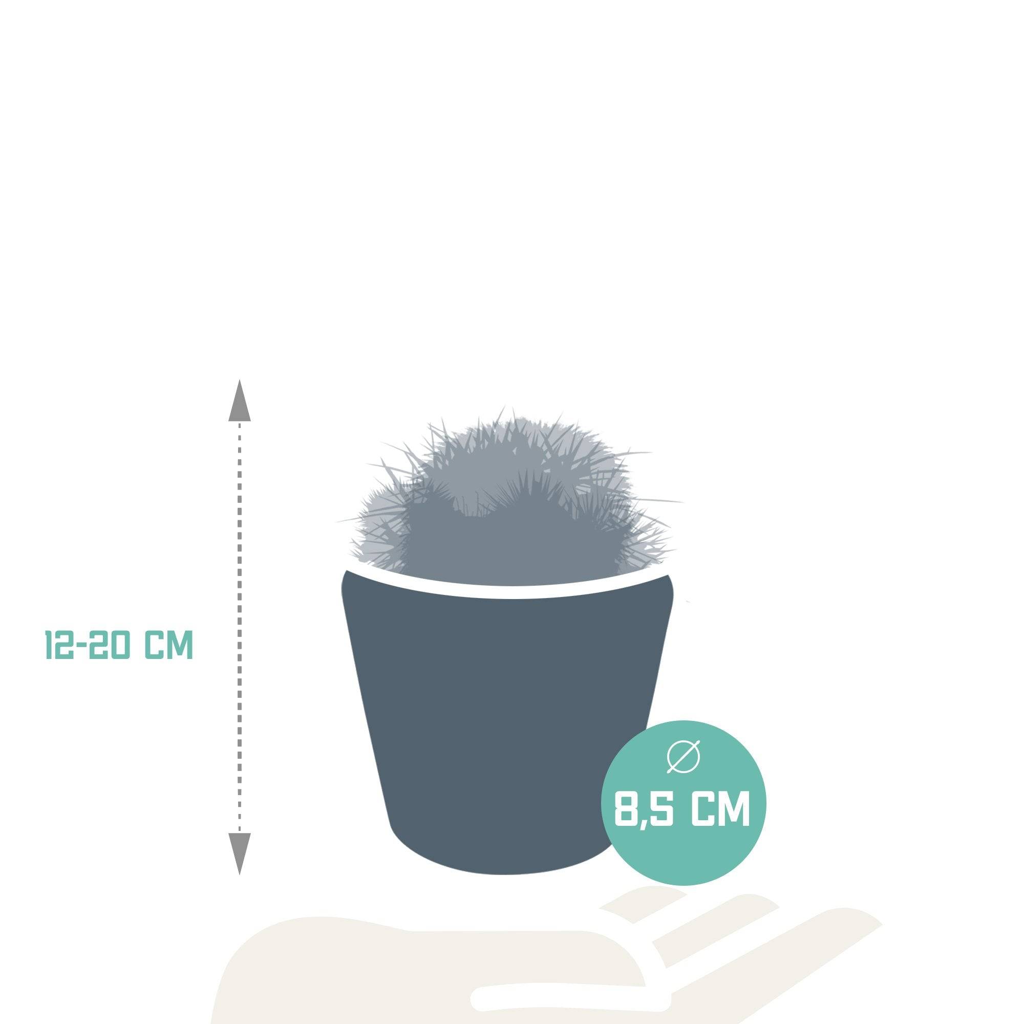 Trio de Cactus- La Green Touch - Image 6