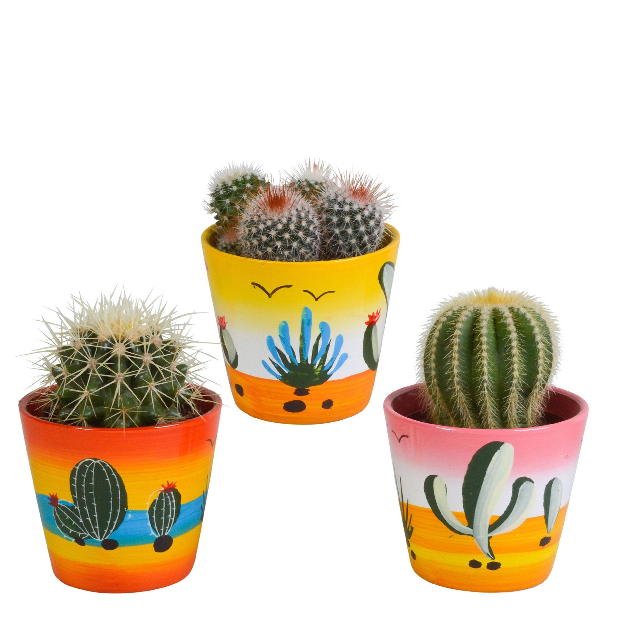 Trio de Cactus- La Green Touch - Image 2