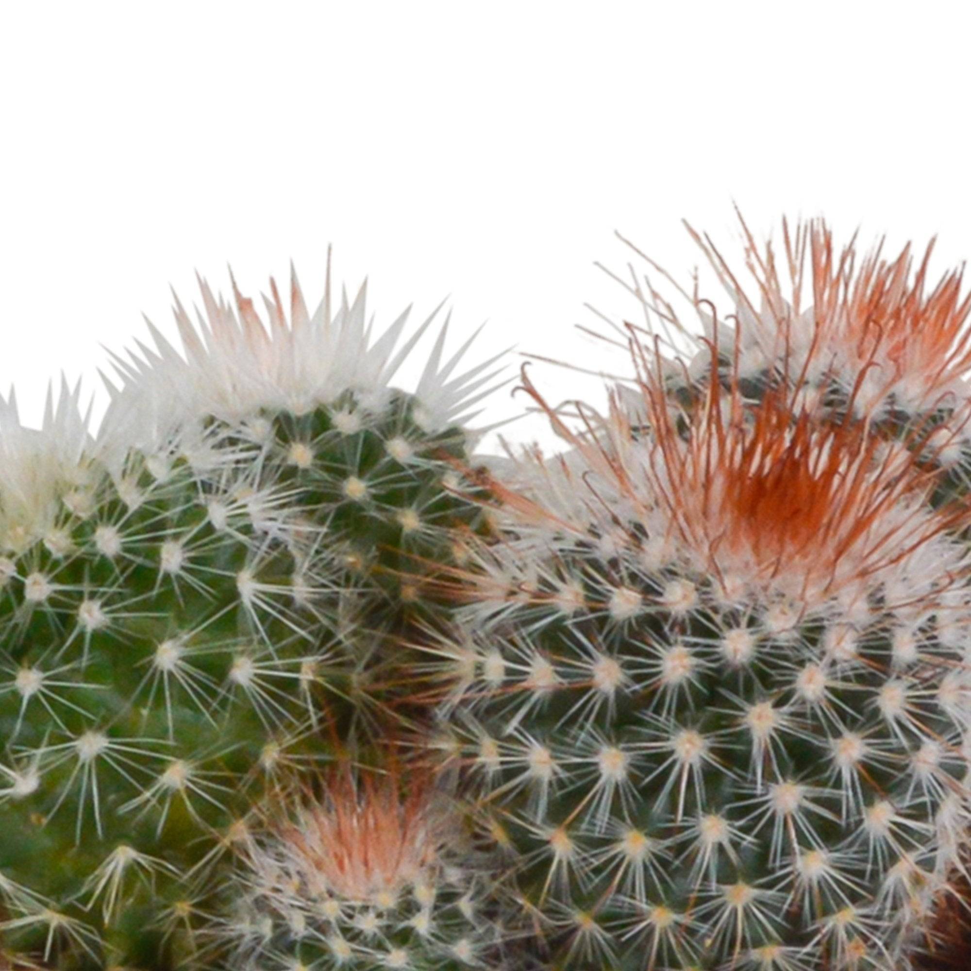 Trio de Cactus- La Green Touch - Image 4