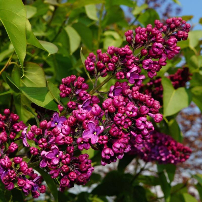 Lilas commun Charles Joly, Syringa à fleurs Rouge/ - feuillage Caduc - Pot de 4L - 60/100 cm - Image 2