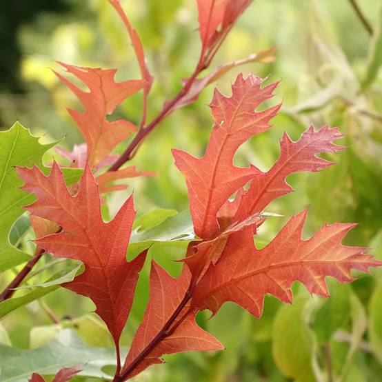 Promesse de Fleurs - Quercus texana New Madrid - Chêne rouge du Texas Pot de 7,5L/10L - Image 1