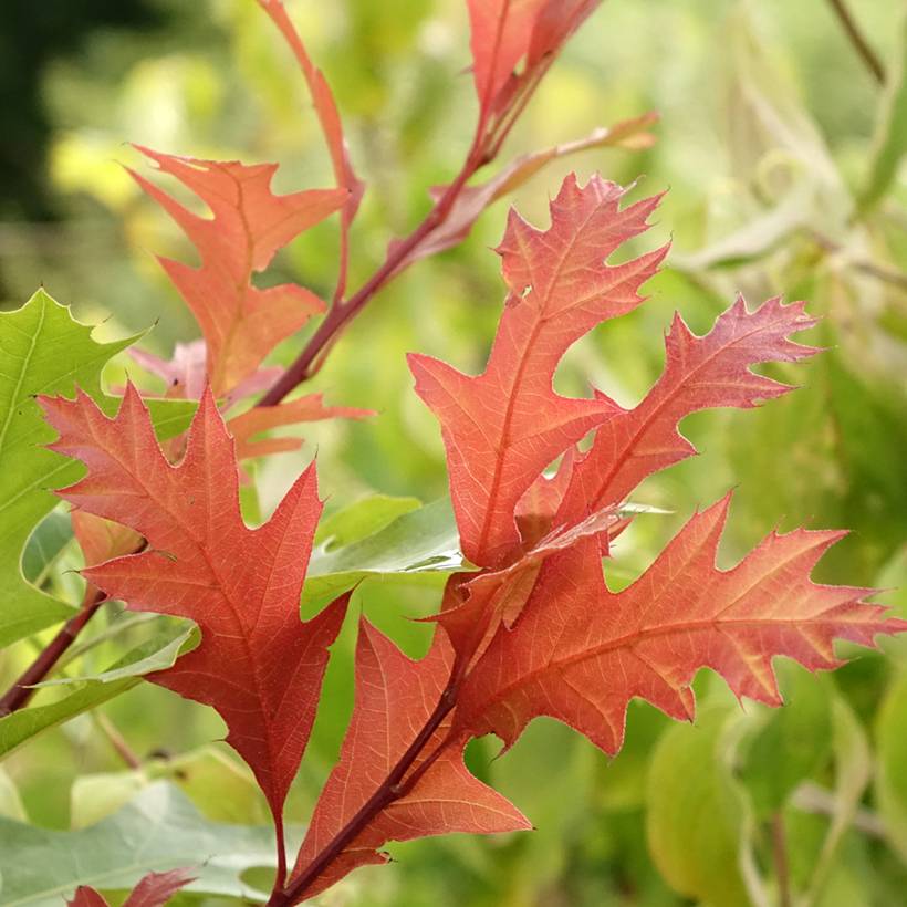 Promesse de Fleurs - Quercus texana New Madrid - Chêne rouge du Texas Pot de 7,5L/10L - Image 1