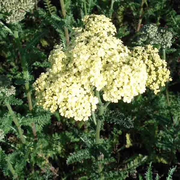 Promesse de Fleurs - Achillée millefolium Hella Glashoff Godet de 8/9 cm