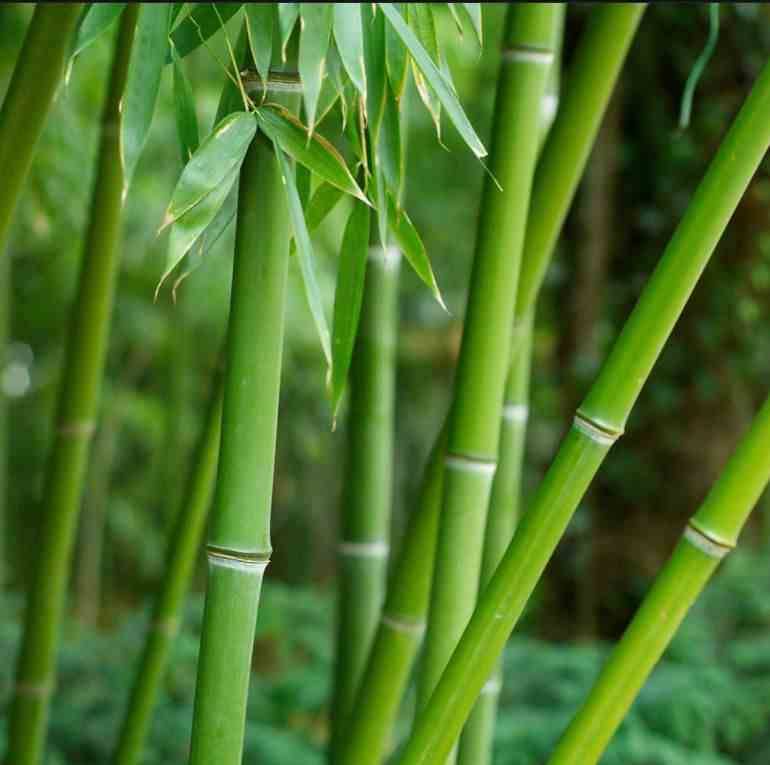 Sans Marque - Phyllostachys bissetii Taille:Pot de 5 litres - 100/120 cm - Image 1